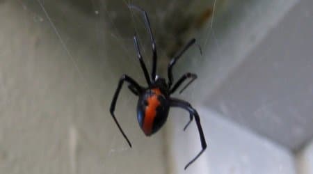 Redback Spiders Chippendale